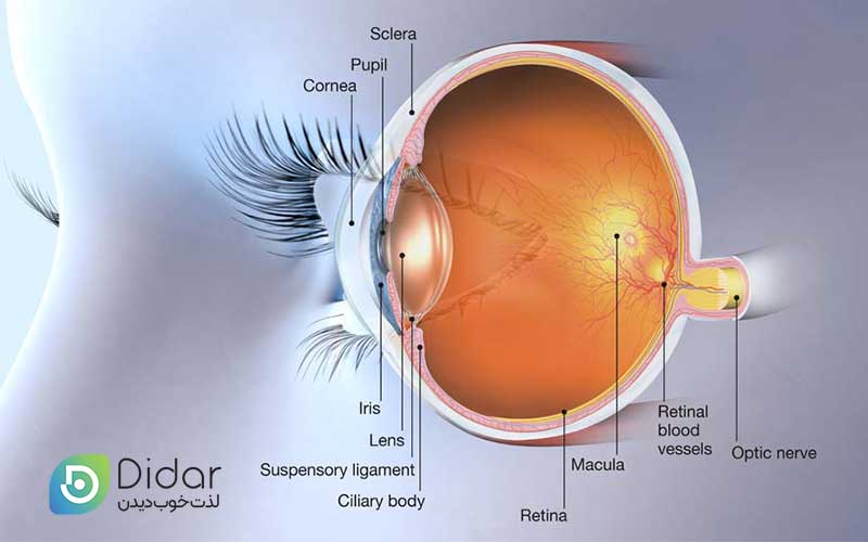 ماکولا-شبکیه-چشم-چیست؟-آشنایی-با-علل،-علائم-و-درمان-ماکولا
